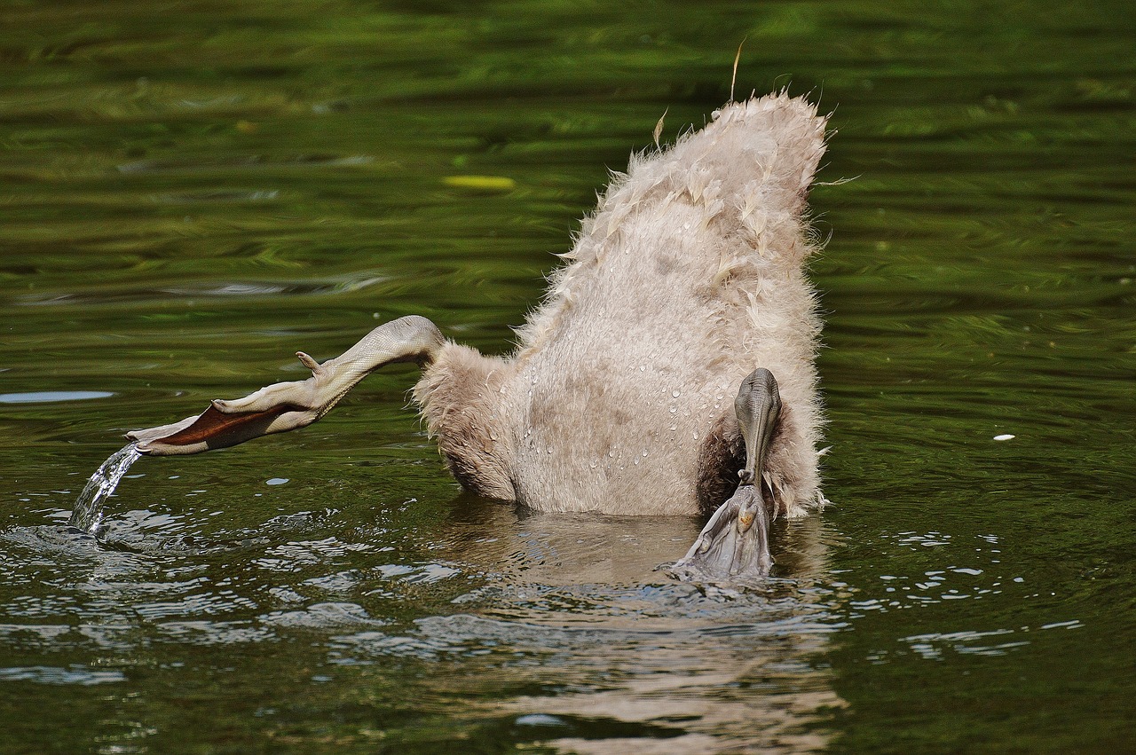 Image - swan young animal diving