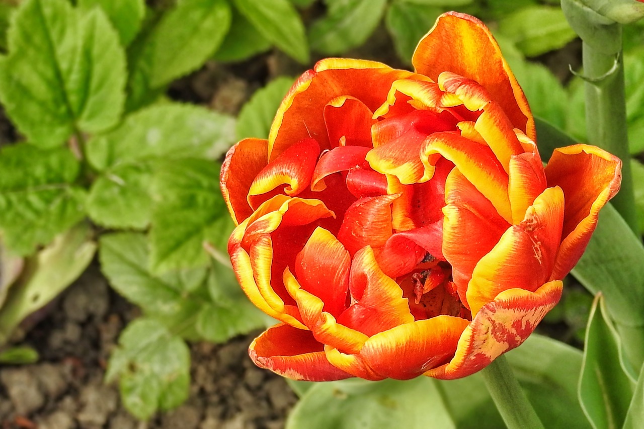 Image - tulip multi coloured spring garden