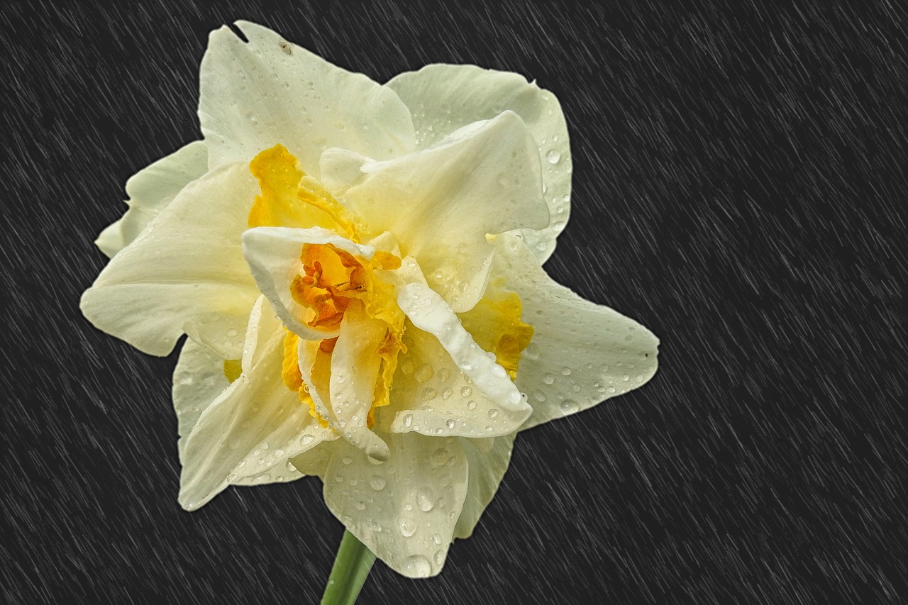 Image - narcissus raindrop rain