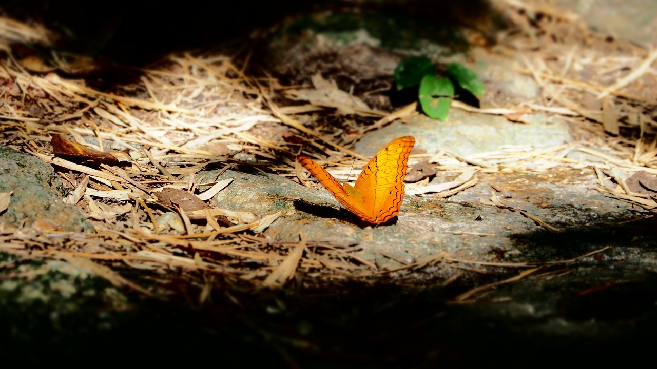 Image - butterfly pa insects orange wings