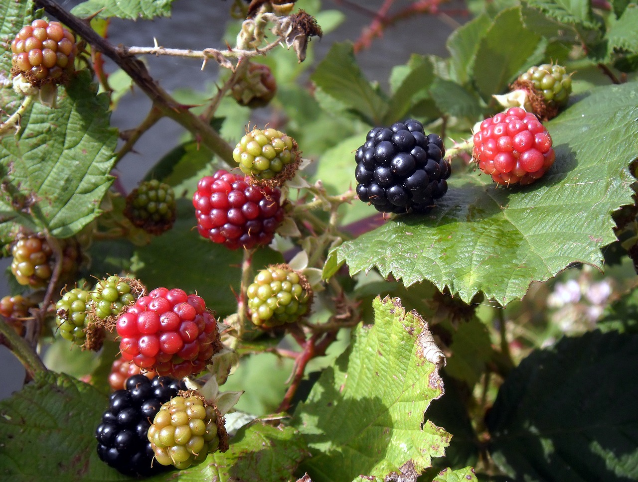 Image - fruit blackberries brambles red