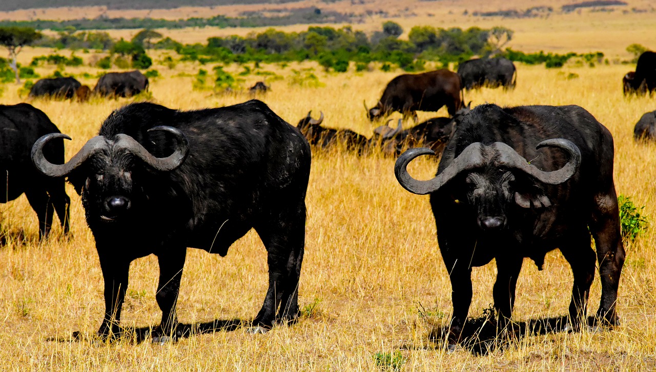 Image - wildlife africa tanzania mammal