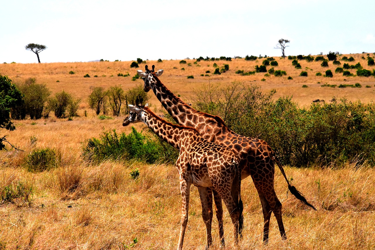 Image - wildlife africa tanzania mammal