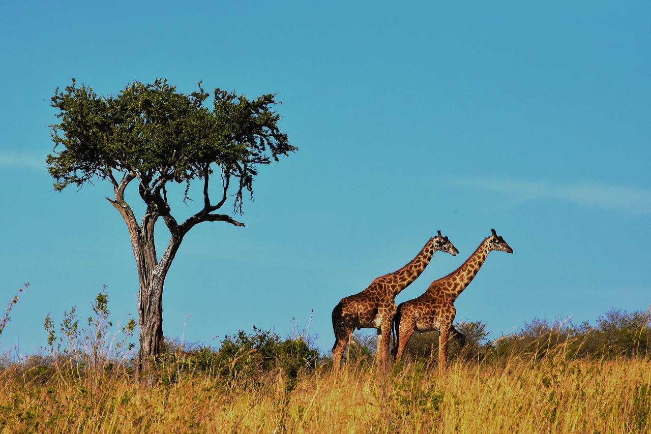 Image - wildlife africa tanzania mammal