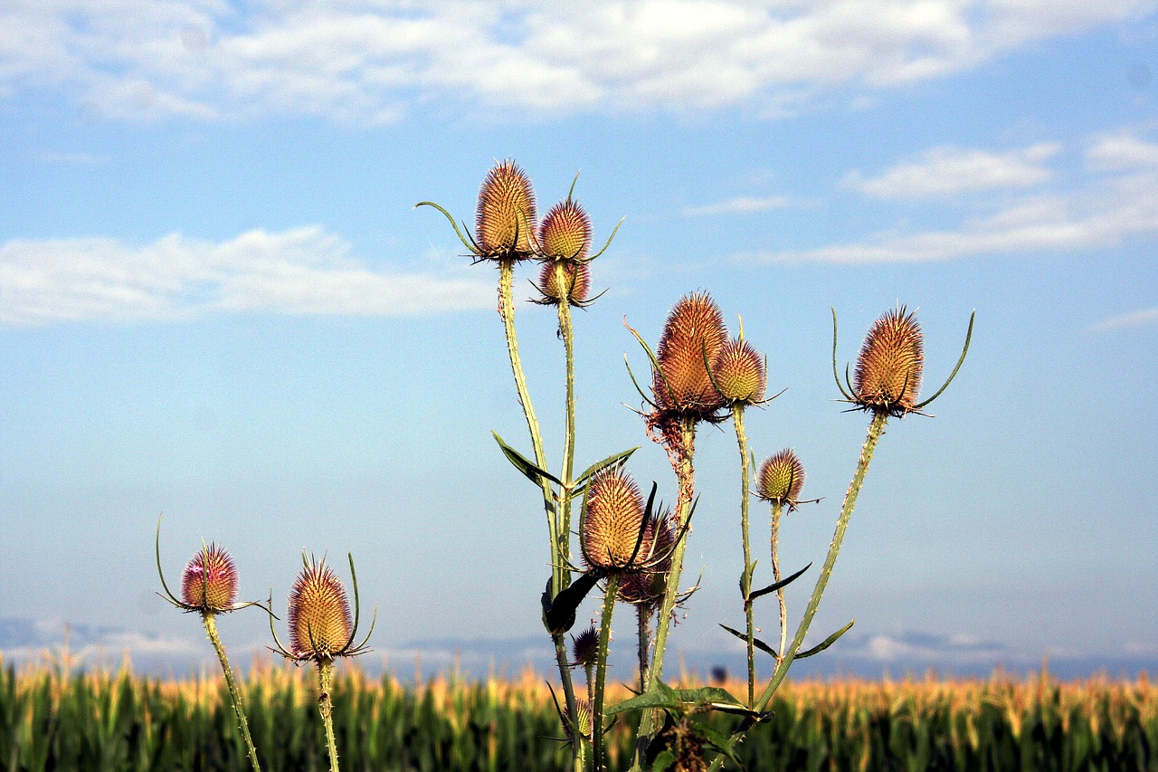 Image - thistles sky clouds nature summer