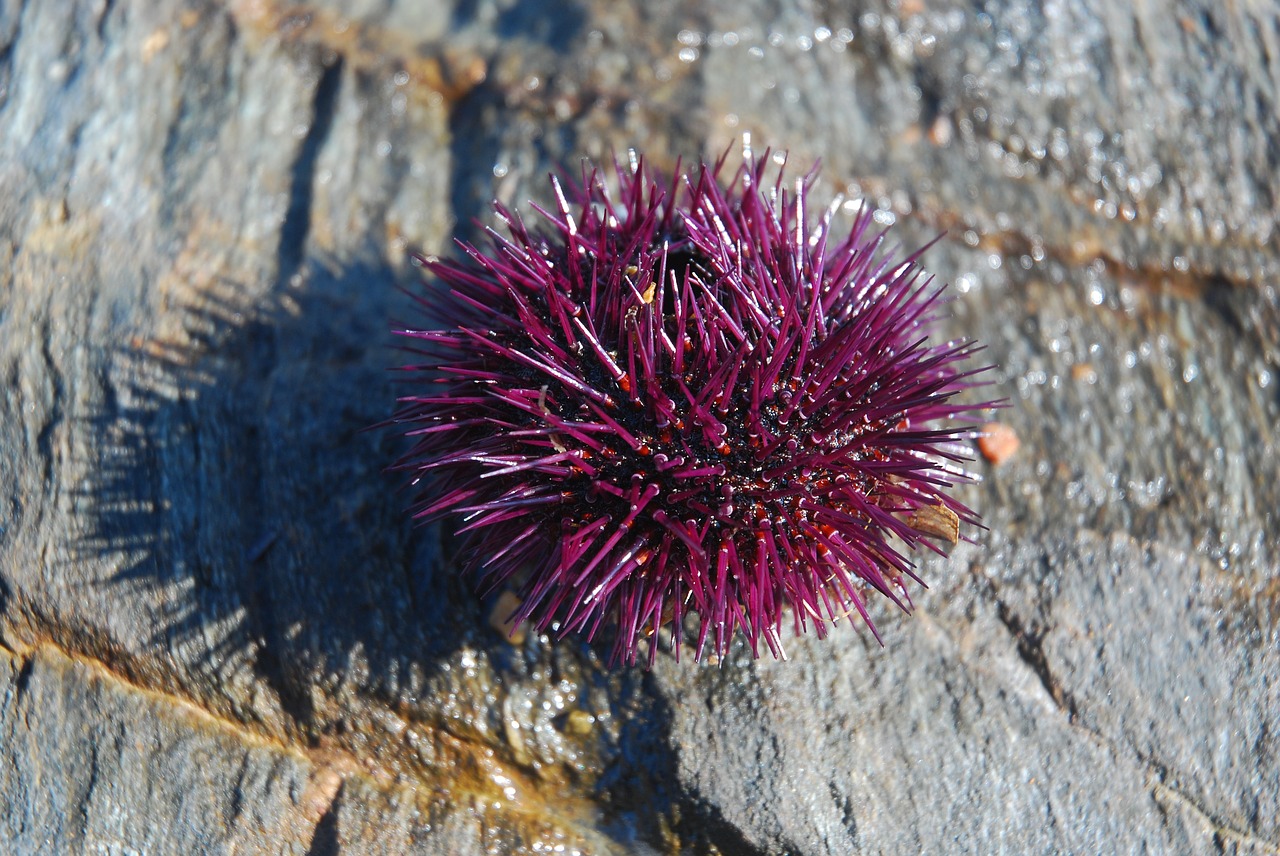 Image - sea ​​urchin wood purple