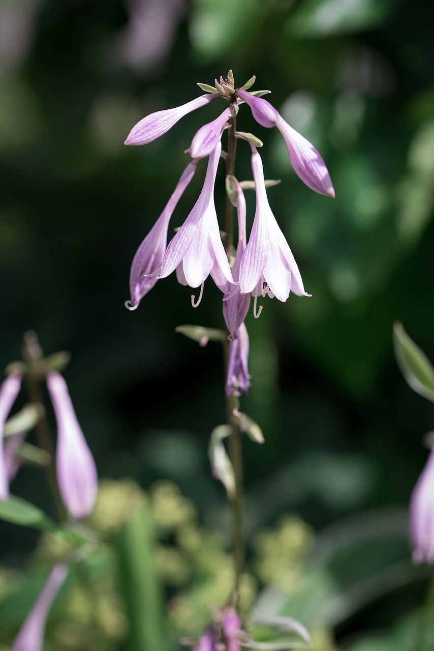 Image - hosta plantain lily