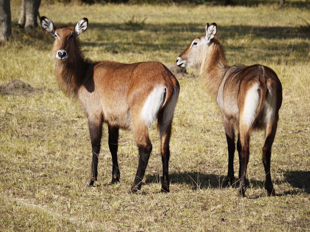 Image - defassa waterbuck wild animals
