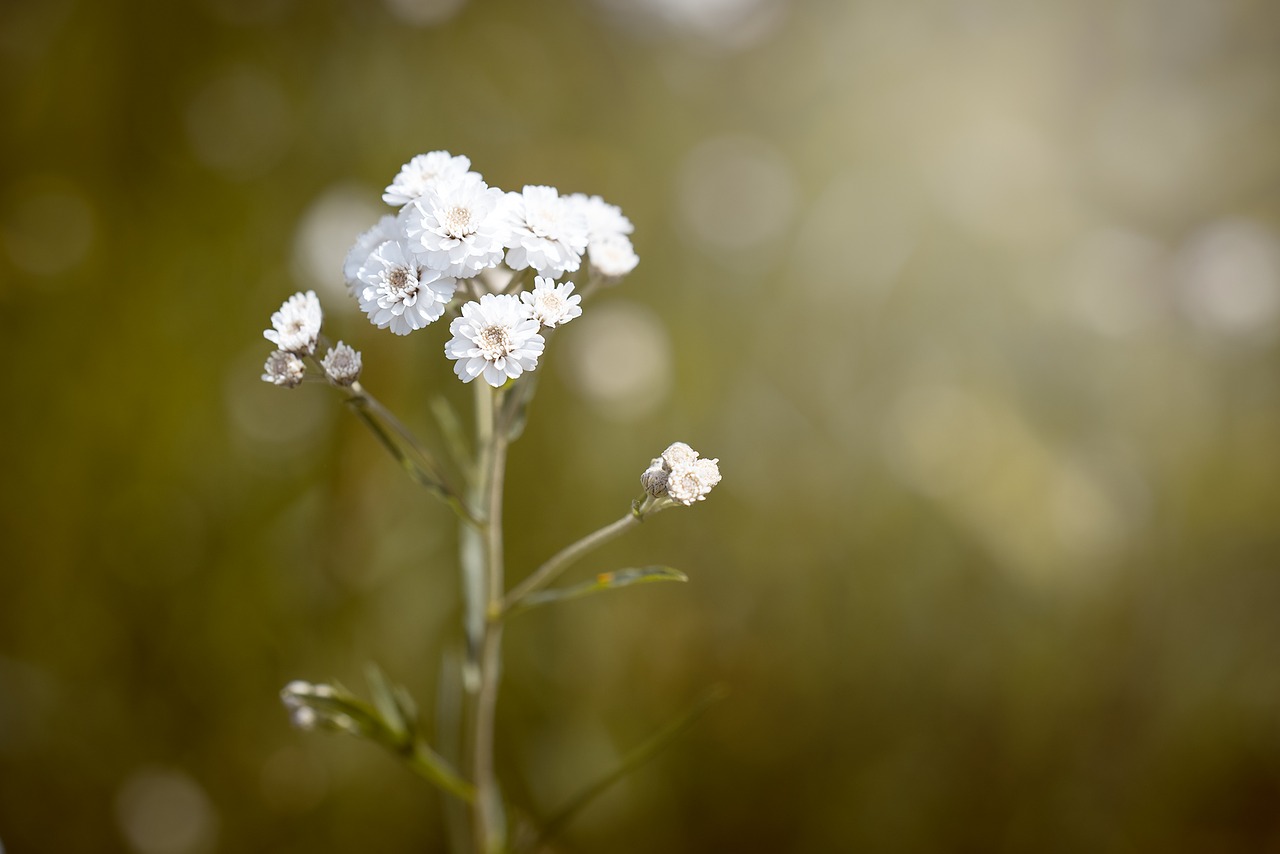 Image - ranunculus aconitifolius