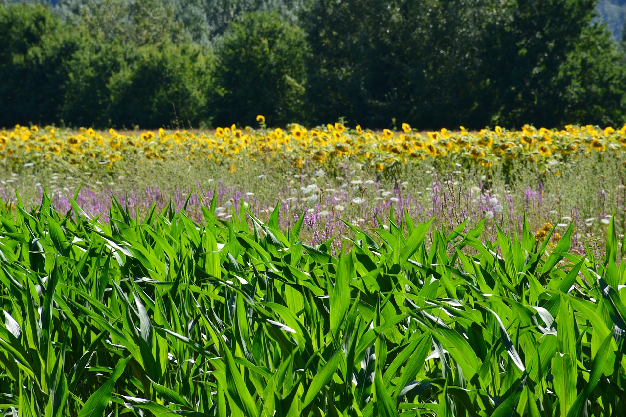 Image - photo flowers nature tuscany