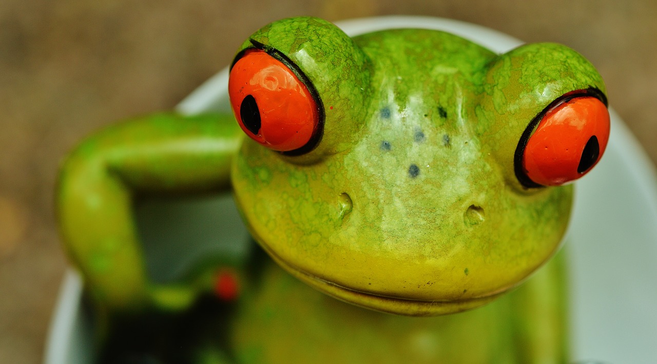 Image - frog funny closeup eyes head