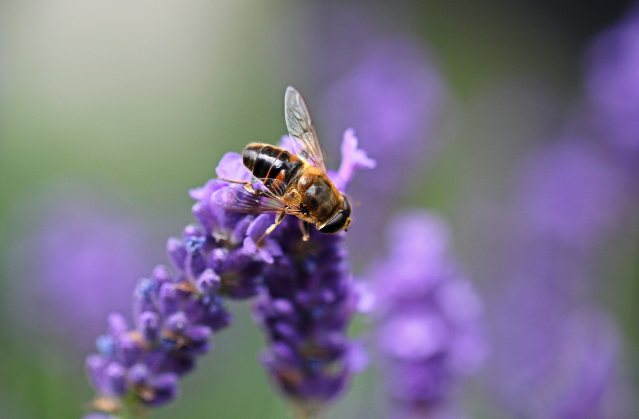 Image - lavender hoverfly insect