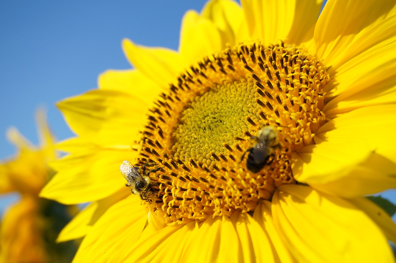 Image - sunflower bumblebees bees summer