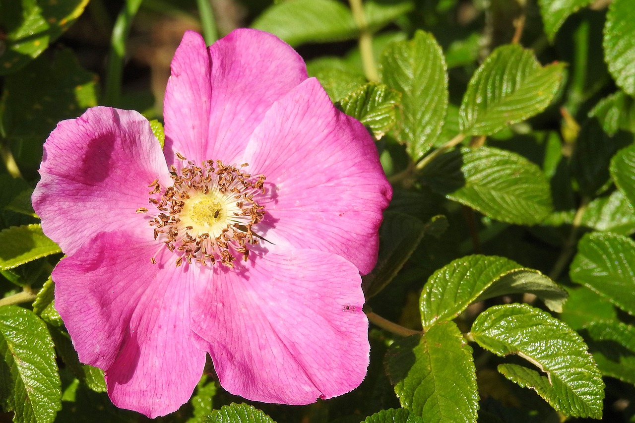 Image - rose potato rose red blossom bloom