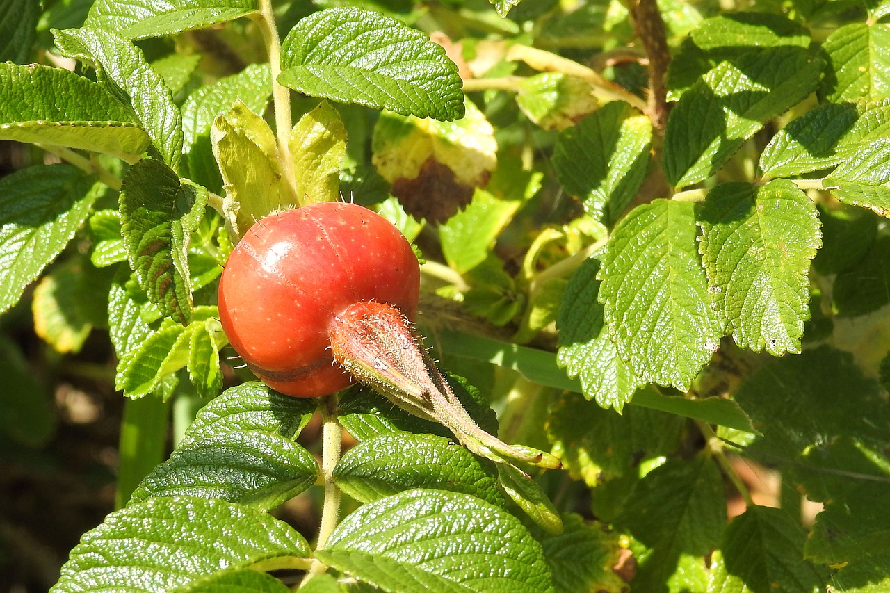 Image - rose potato rose fruit red bush