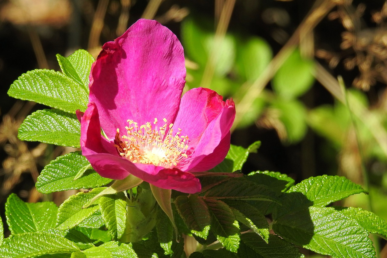 Image - rose potato rose red blossom bloom