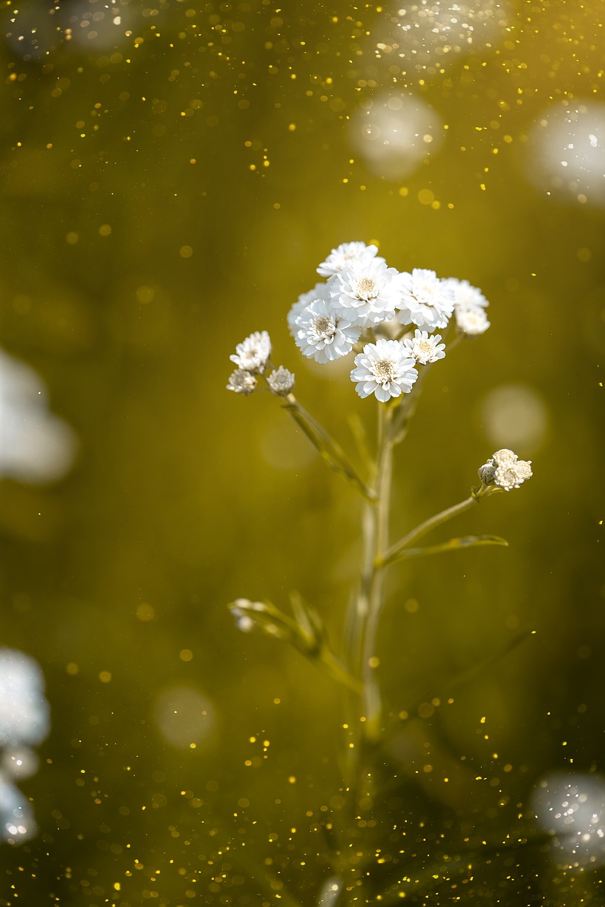 Image - ranunculus aconitifolius