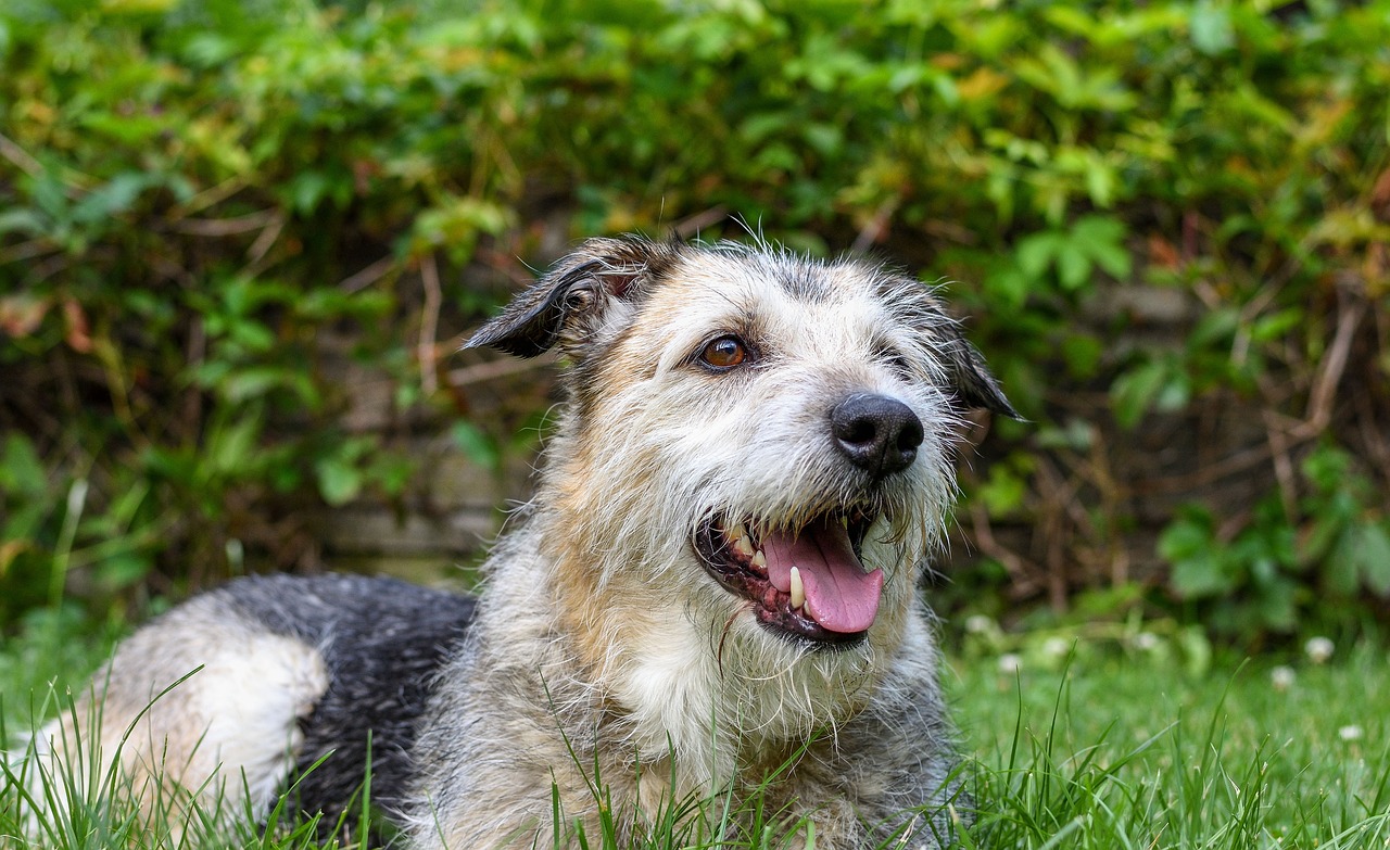 Image - dog mixed breed dog dog eyes