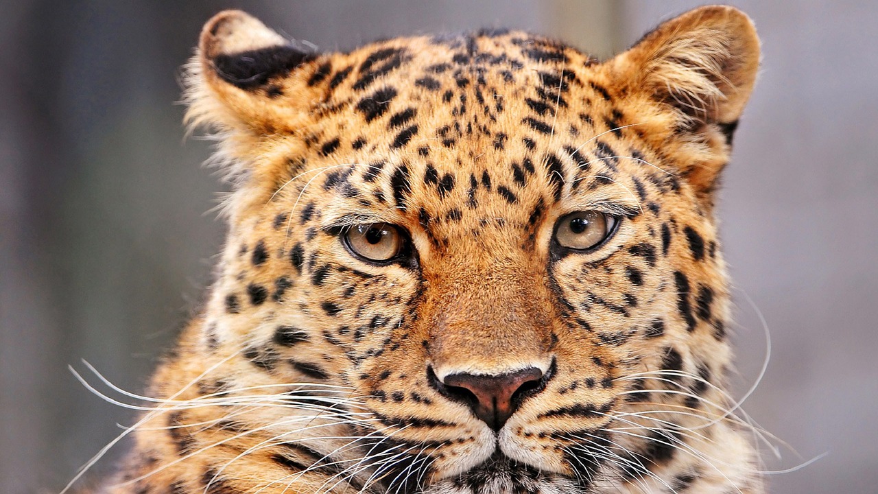 Image - leopard portrait looking stare