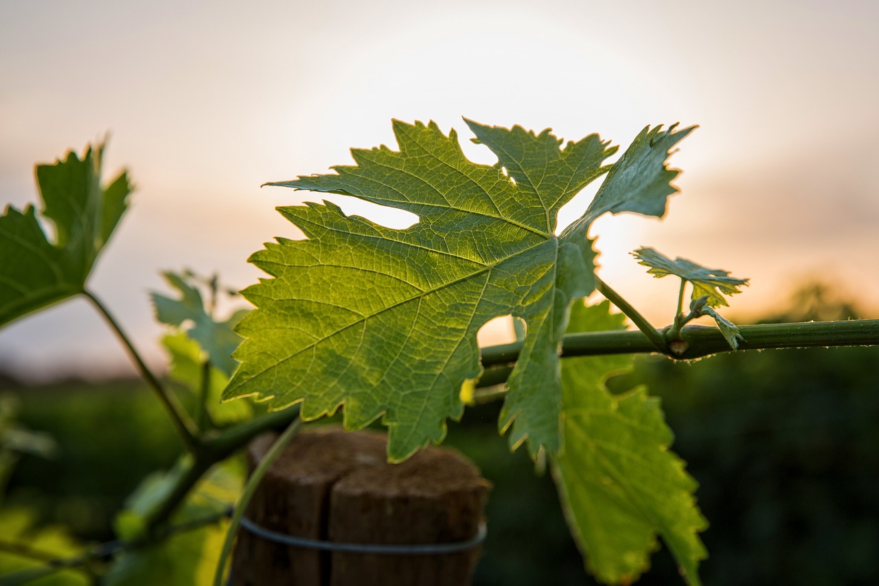 Image - vine sun vineyard romanin