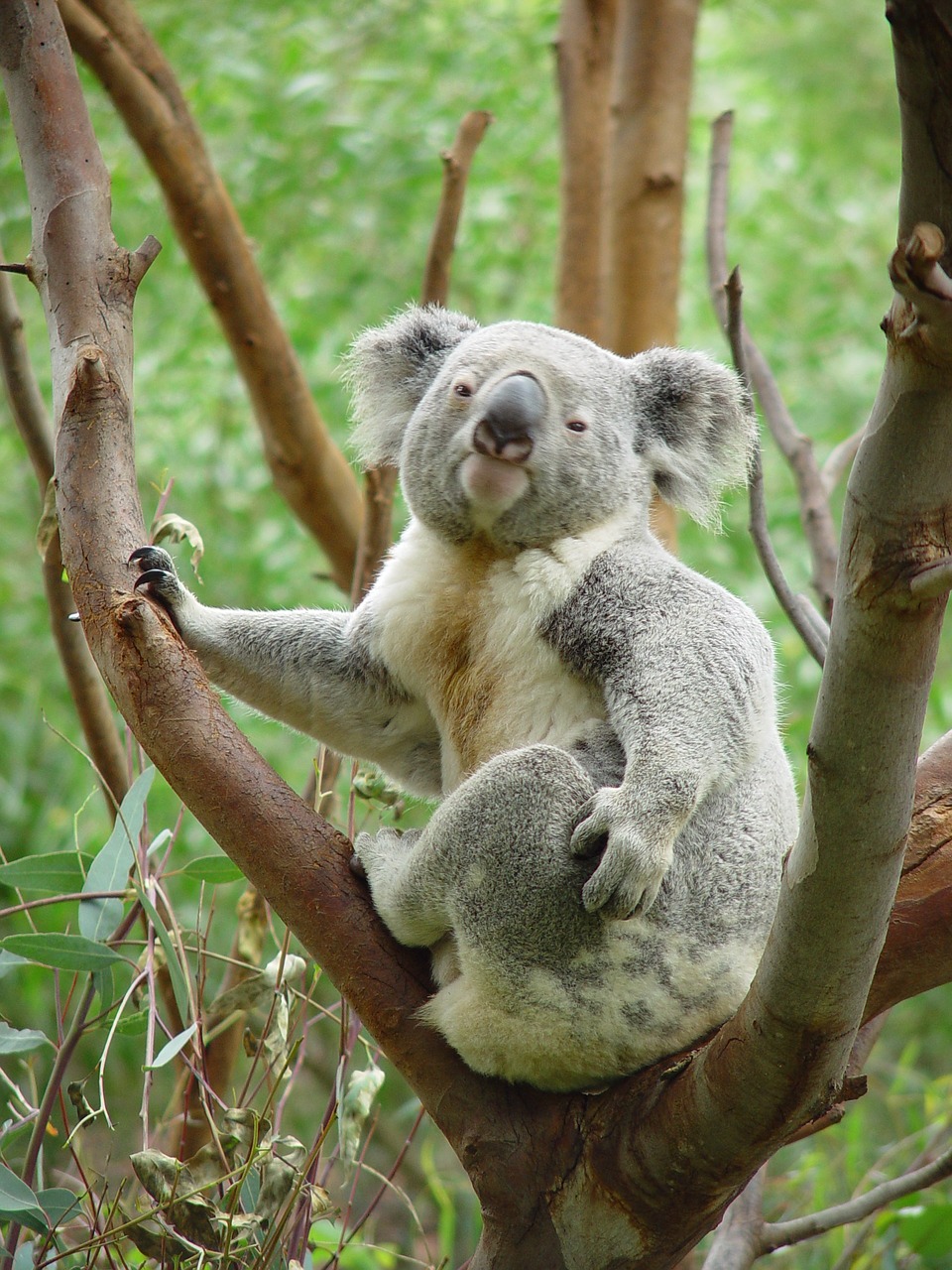 Image - koala bear tree sitting perched