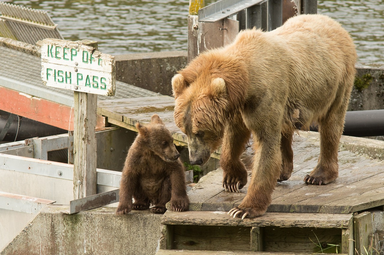 Image - kodiak brown bears sow cub female