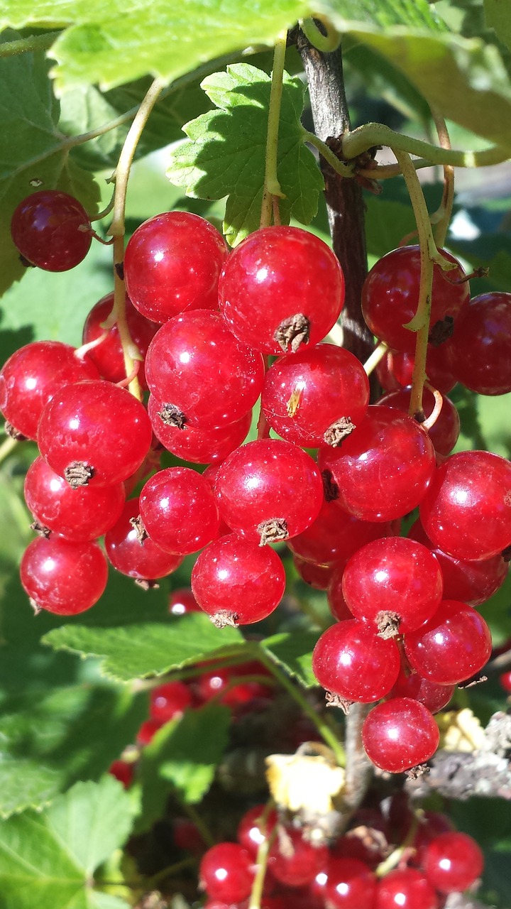 Image - berry red currant summer red bush