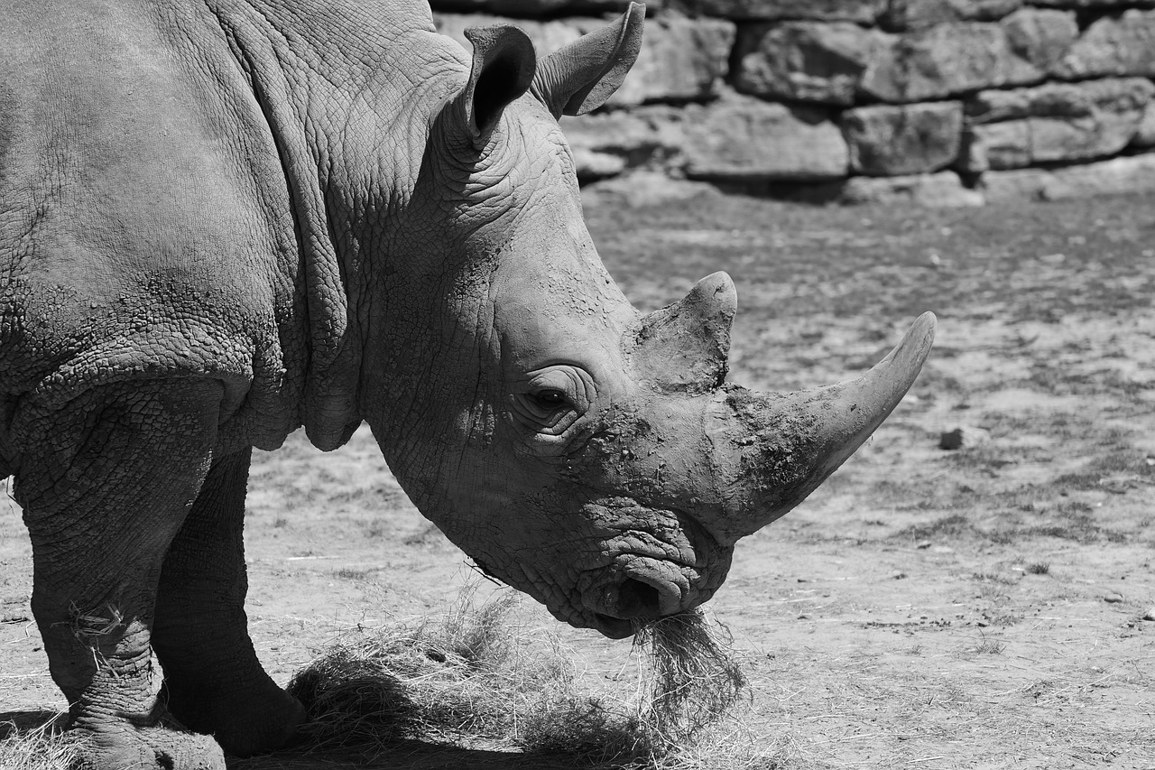 Image - white rhino zoo africa wild animal