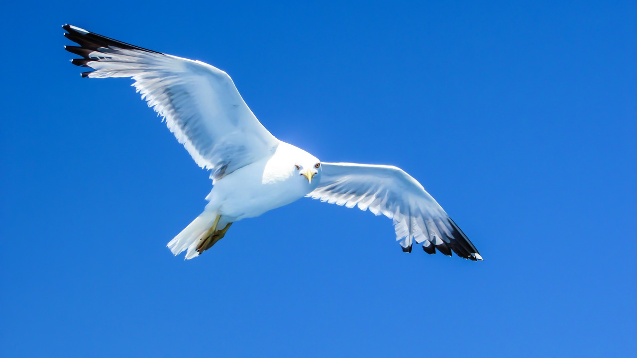 Image - seagull sea bird white looking sea