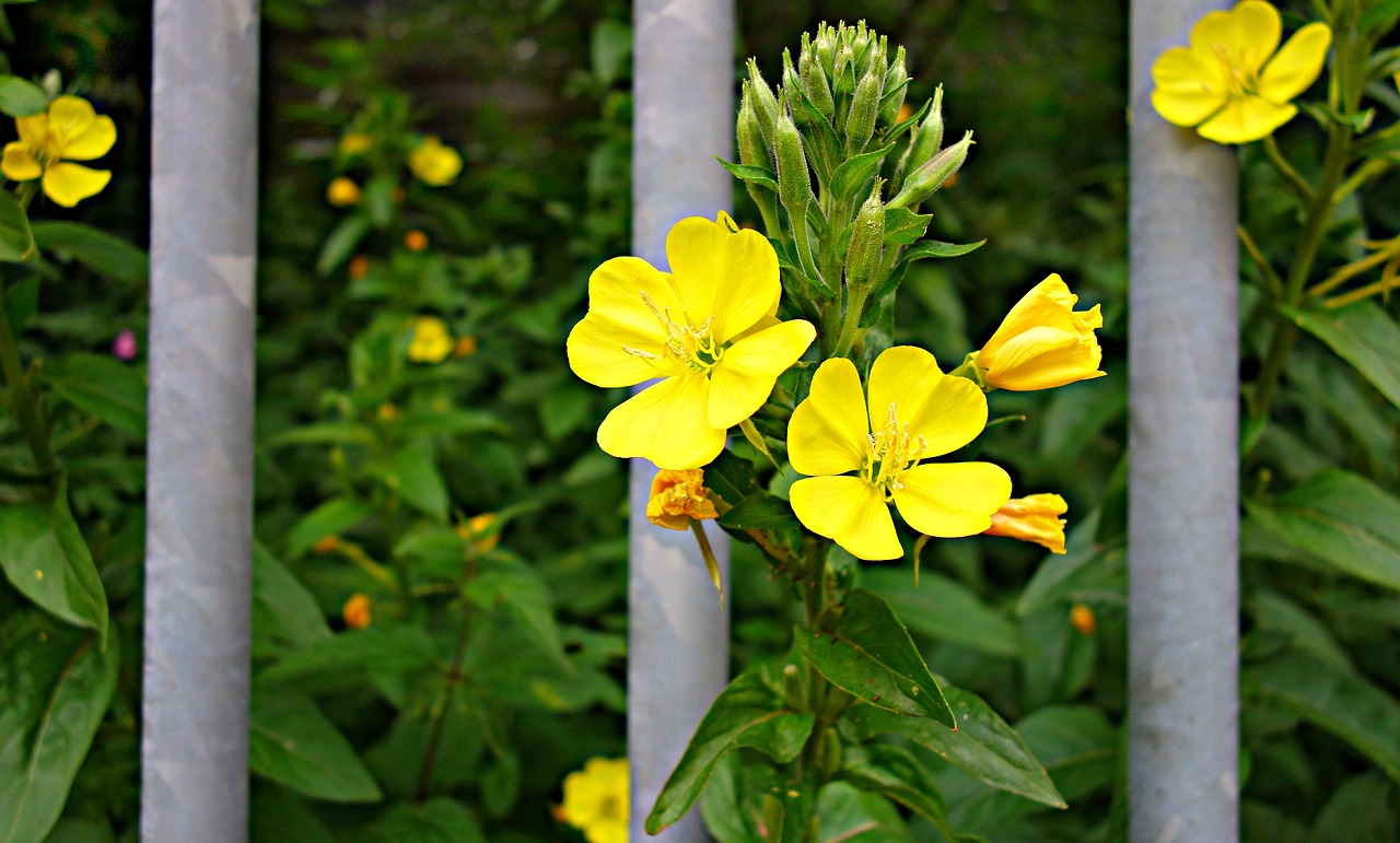 Image - flower plant yellow flower bars