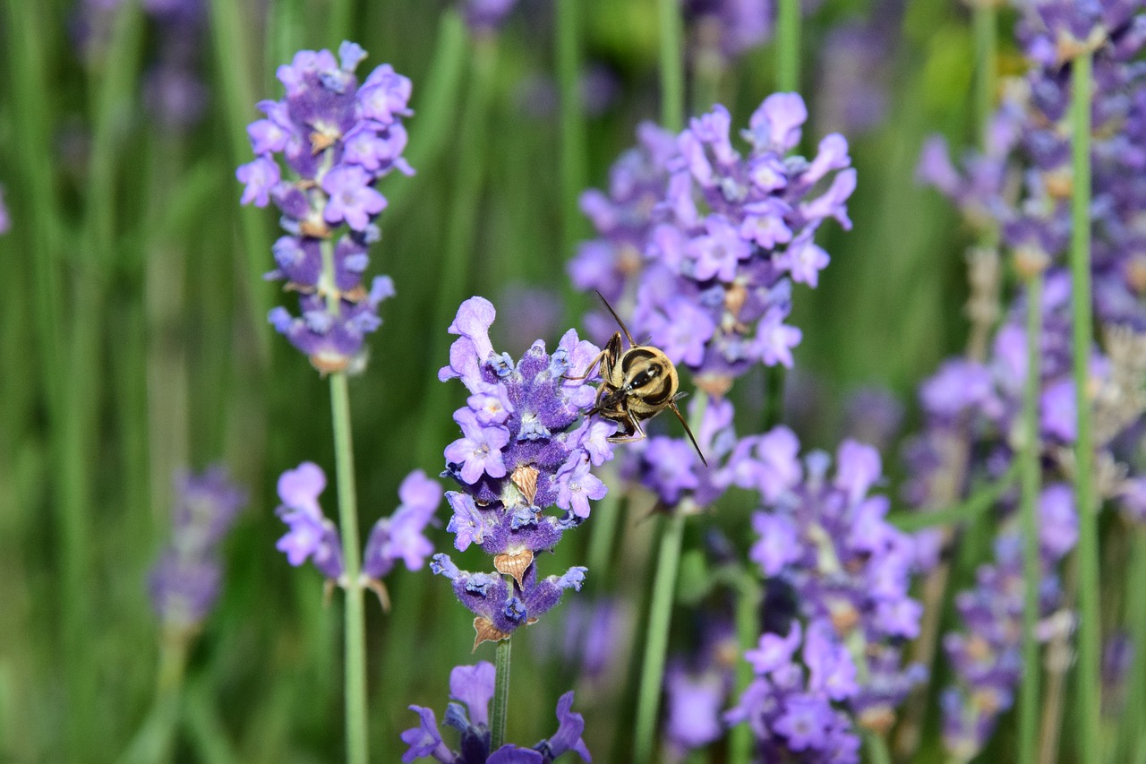 Image - lavender bee nature insect violet