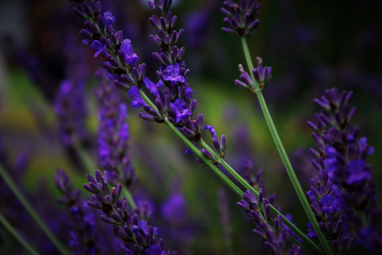 Image - lavender flower plant blossom