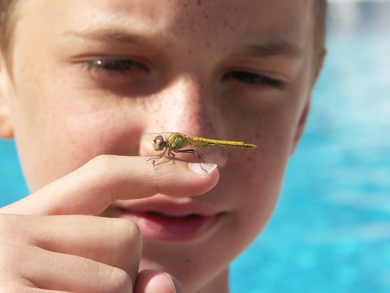 Image - summer holiday dragonfly water