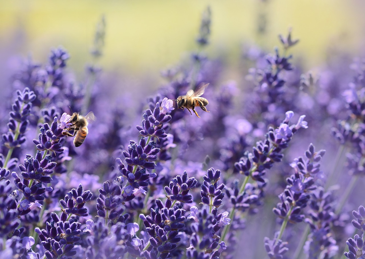 Image - lavender bee summer purple garden