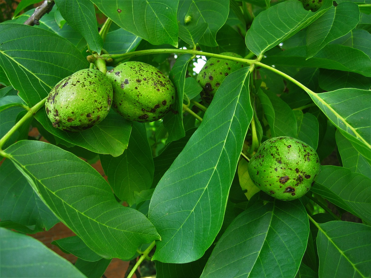 Image - walnuts walnut tree immature grow