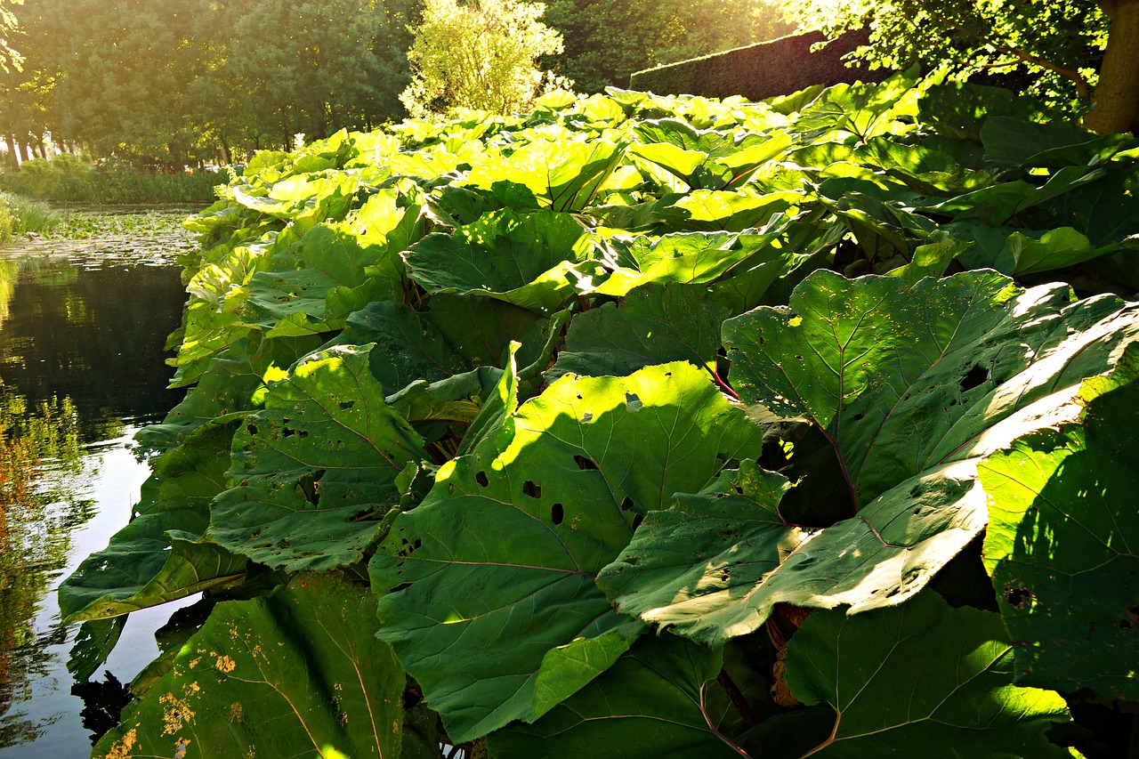 Image - butterbur plant petasites hybridus