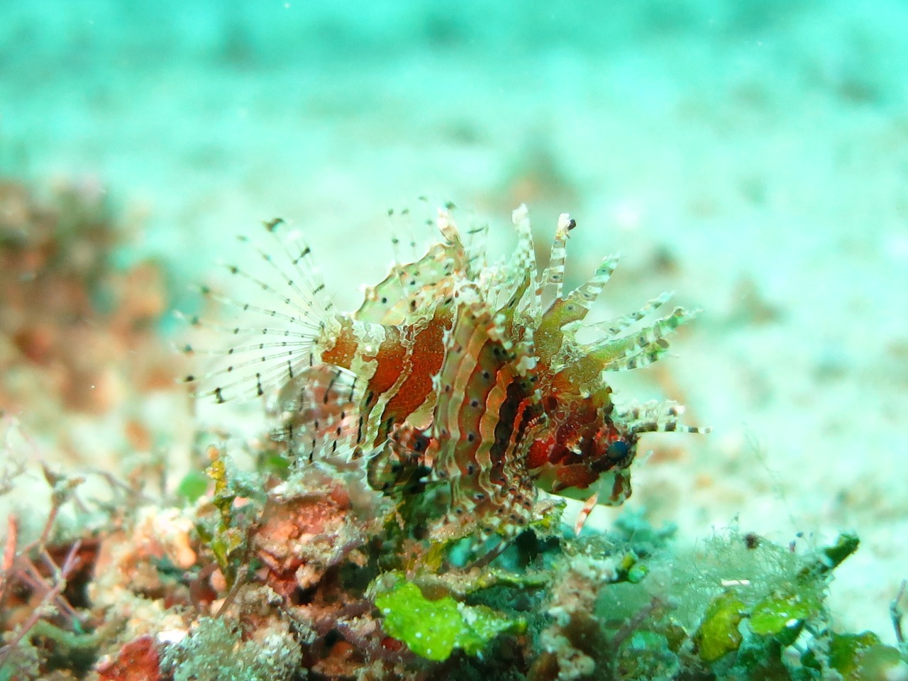 Image - lionfish juvenile macro underwater