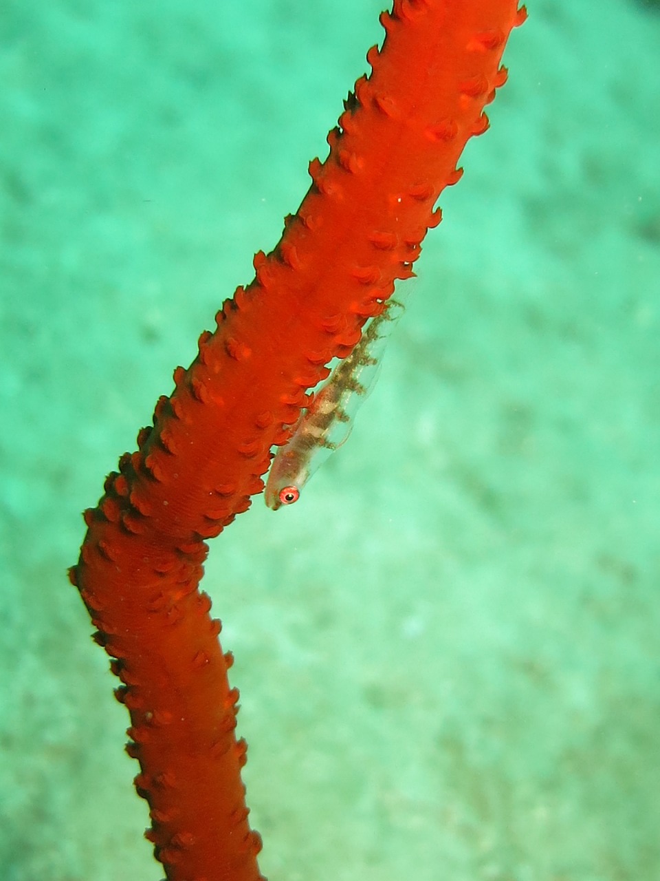 Image - clingfish whip coral coral fish