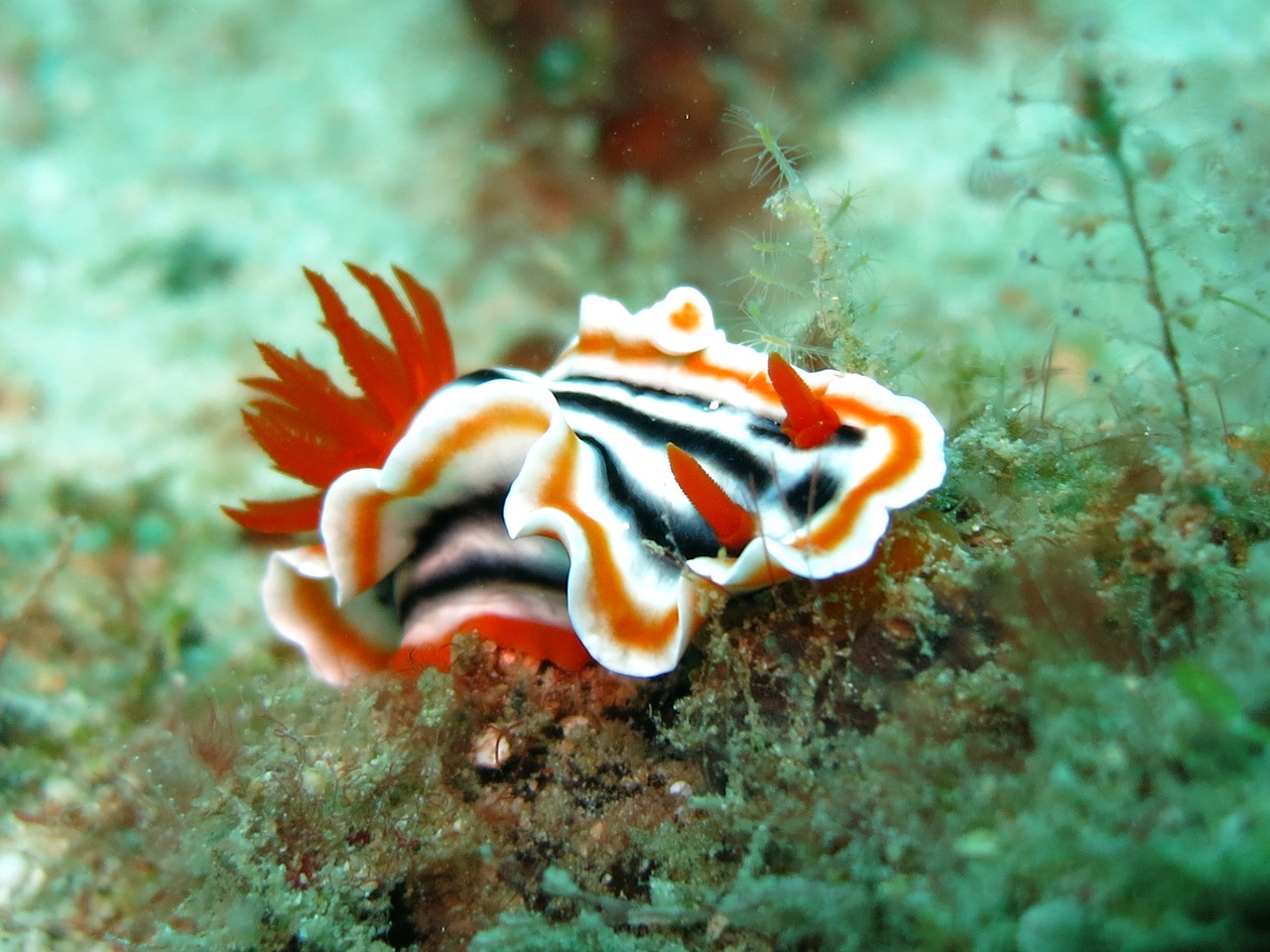Image - nudibranch chromodoris slug