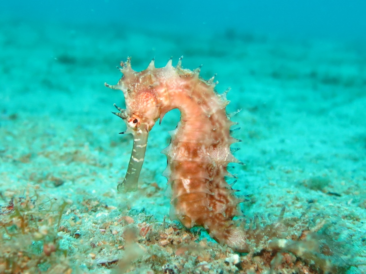 Image - seahorse sea horse hippocampus