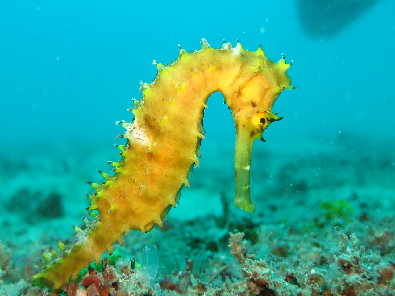 Image - seahorse sea horse yellow marine