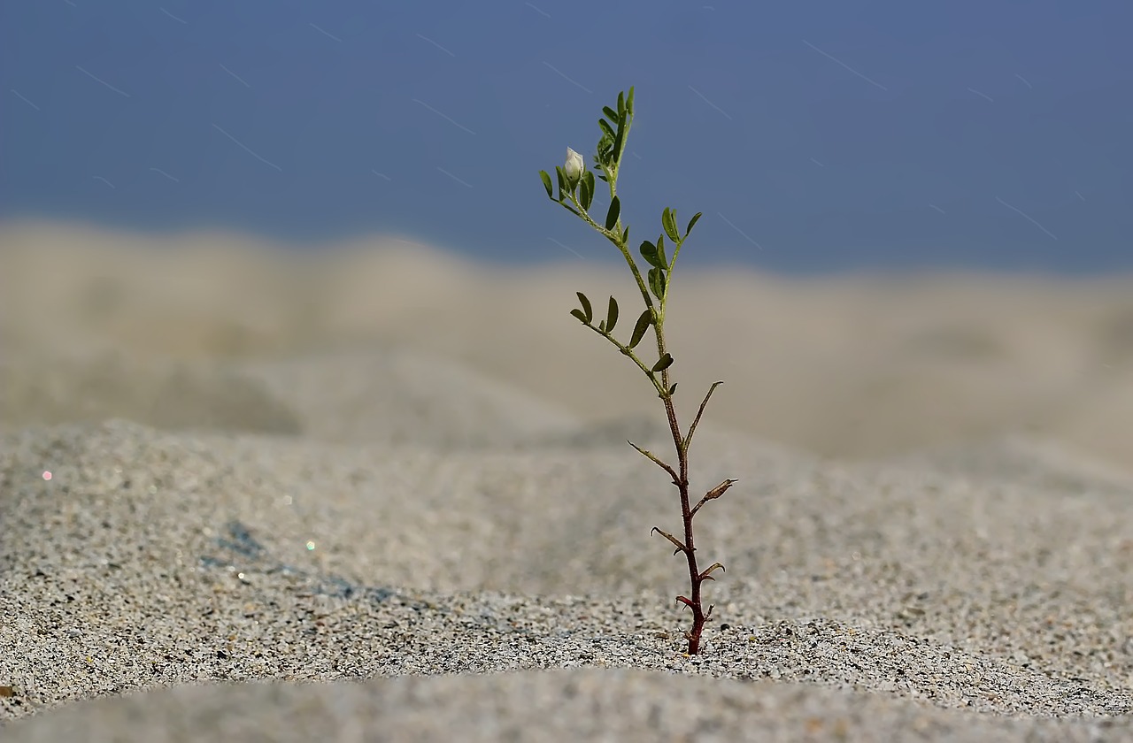 Image - alone plant tree tree plantation