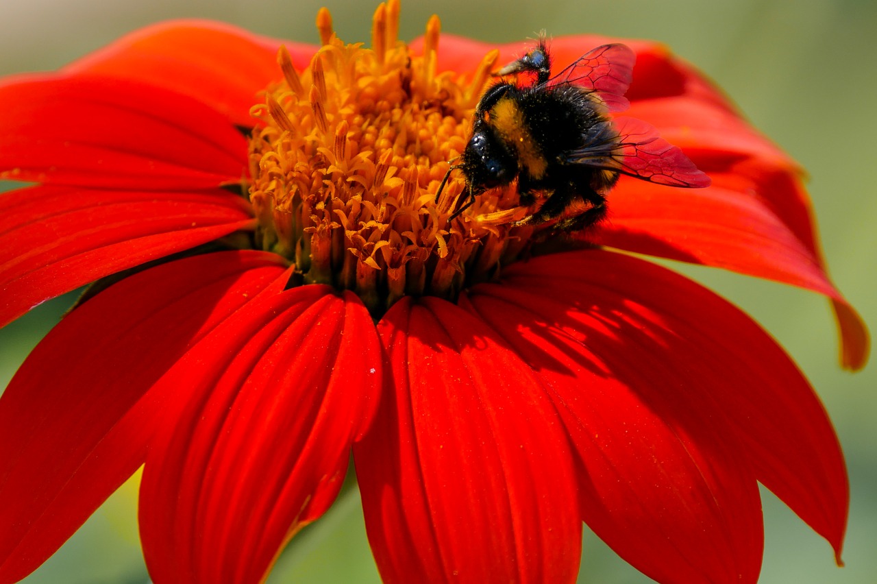 Image - flower blossom bloom hummel zinnia