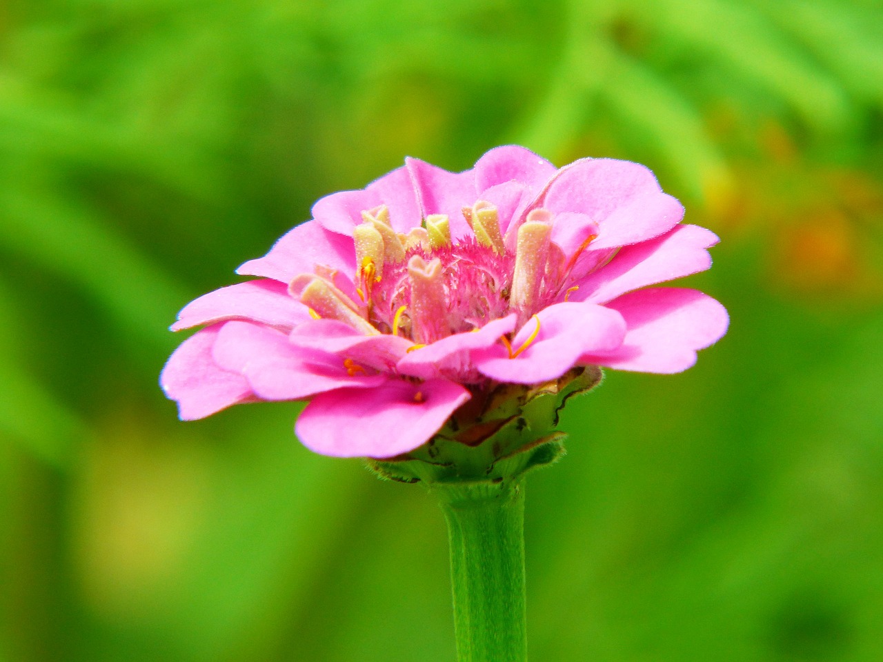 Image - zinnia flower meadow bright