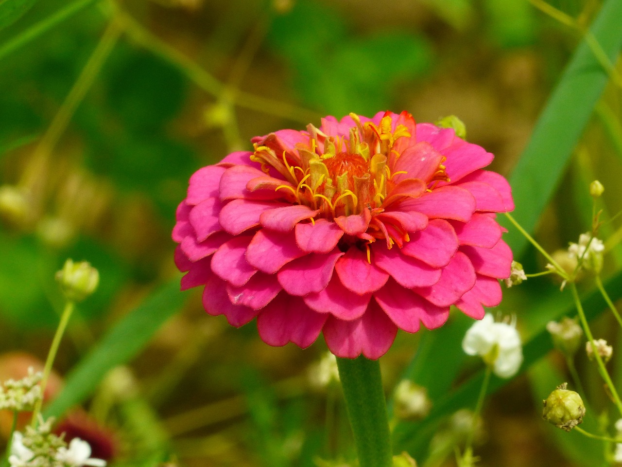 Image - zinnia zinniae colorful composites