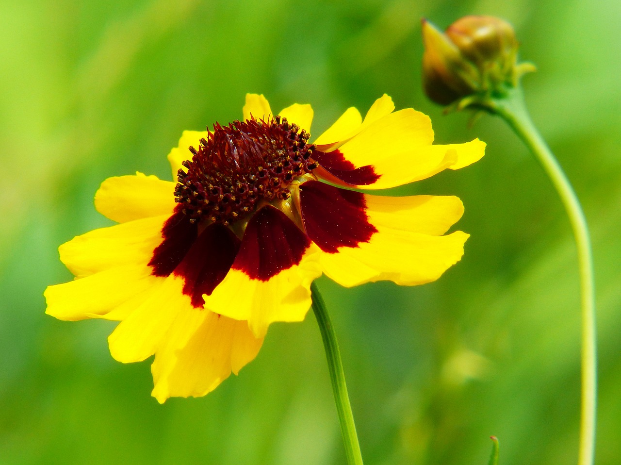 Image - mädchenauge coreopsis tinctoria