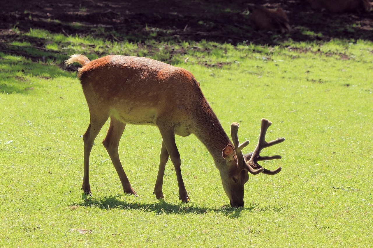 Image - hirsch red deer wild wildlife park