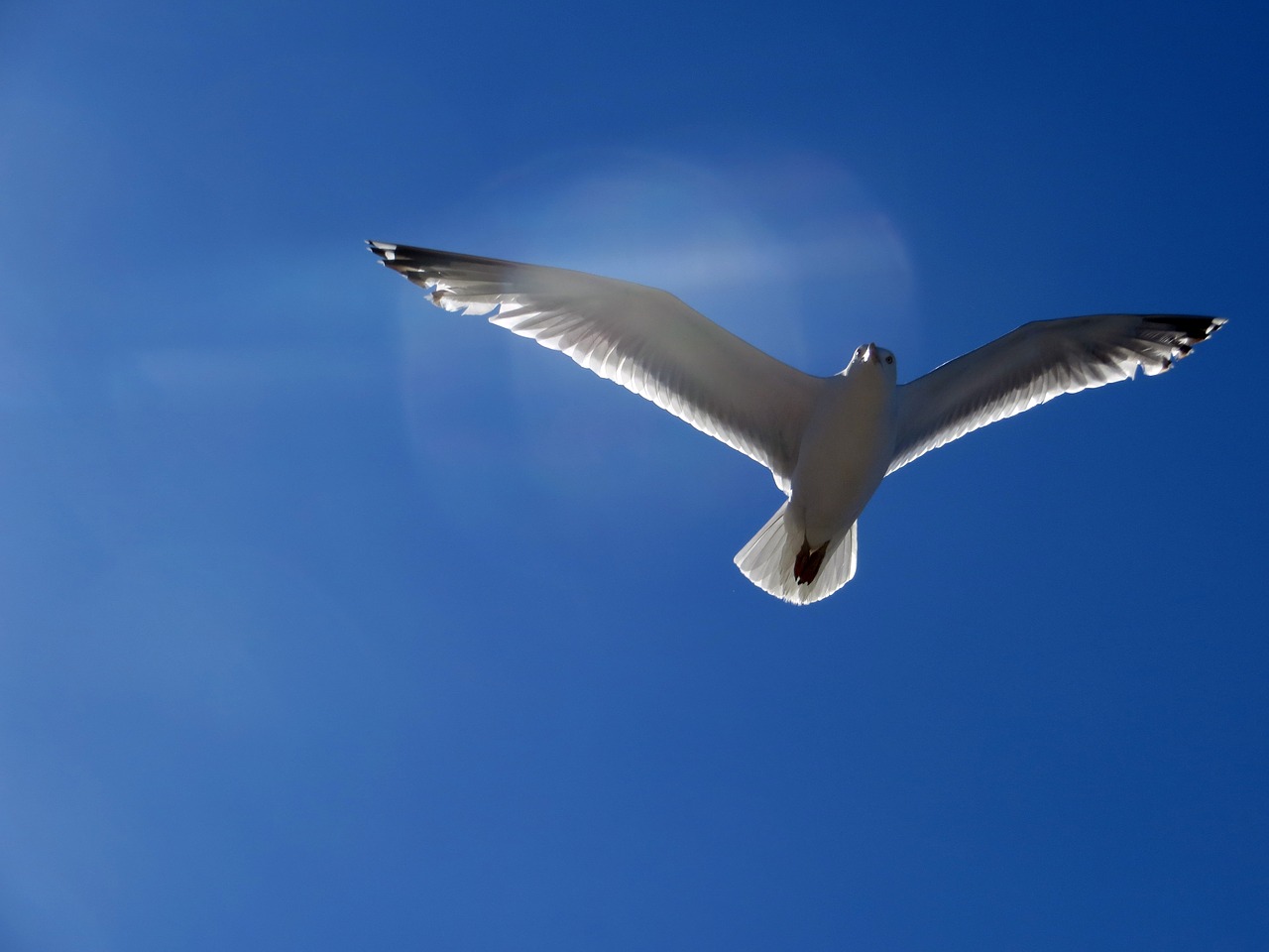 Image - seagull gull fly glide sail