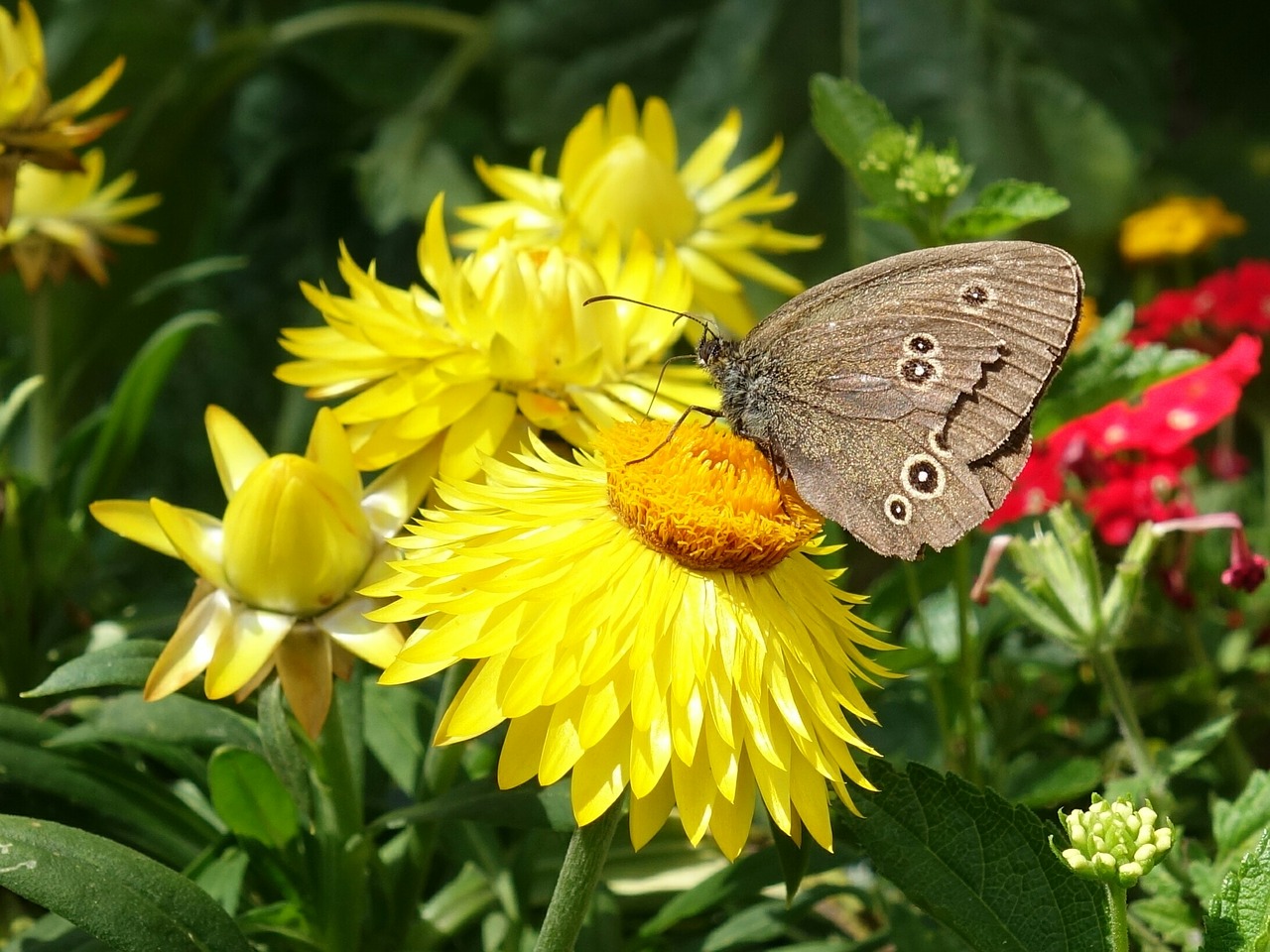 Image - butterfly chimney sweep