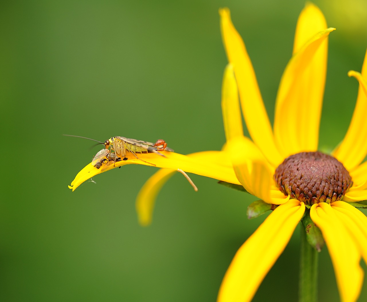 Image - communis insect nature